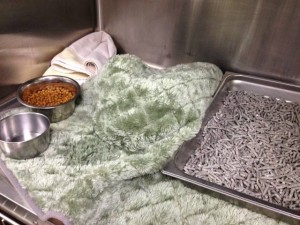 Photo of a cage at the humane society with a bowl of food, a bowl of water, a litter box, and a towel. Shadow isn't visible in the picture because he is hiding under the towel.